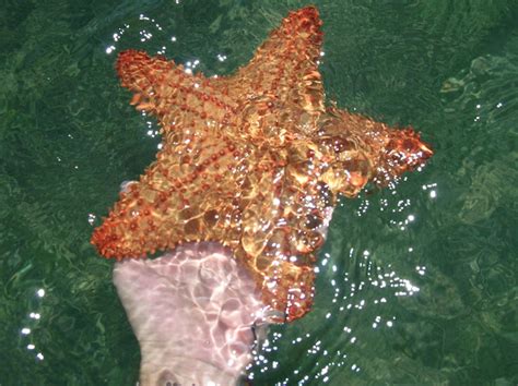 Estrella Cojín Red Cushion Sea Star Project Noah