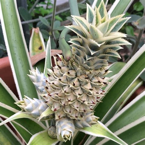 Ananas Comosus Variegatus Variegated Pineapple In Gardentags Plant
