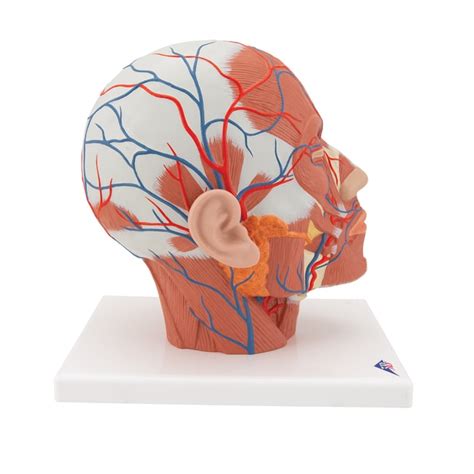 3b Scientific Head Musculature Model With Blood Vessels And 3b Smart