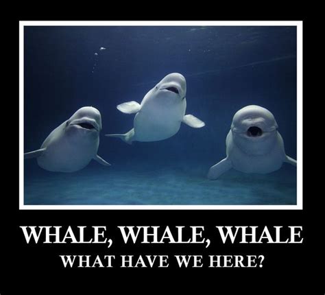 Bahahahha Thats Dumb Whale Pictures Funny Pictures Funny