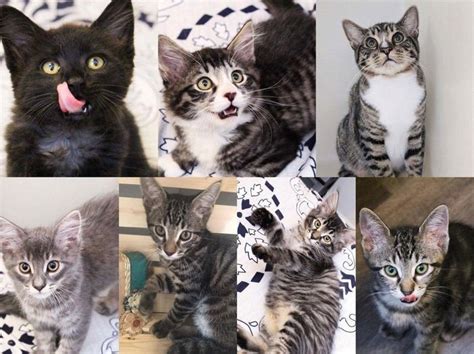 Padanan baju merah dengan tudung warna pastel tudung2u. Kucing Bisa Berubah Warna Bulu Karena Fever Coat, Apa Itu ...