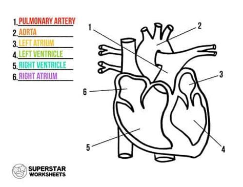 Free Heart Worksheets Science Worksheets Human Anatomy And Physiology Worksheets