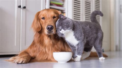 Can Dogs Eat Cat Food How To Stop Dog From Eating Cat Food