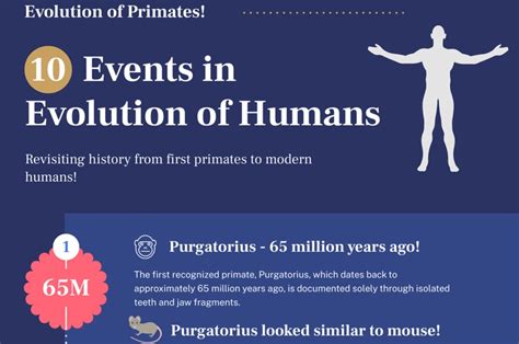 Infographic Timeline Of Human Evolution
