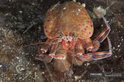 Closeup View Of Hermit Crab On Rock — Malacostraca Full Length Stock