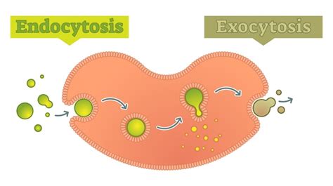 Endocitosis Y Exocitosis Cómo La Célula Transporta El Diagrama De