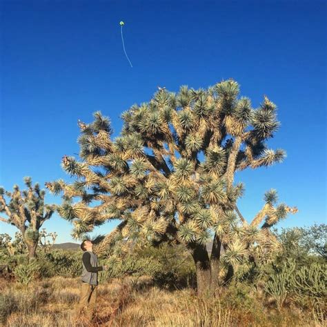 See A Magical Land Of Joshua Trees On Your Phoenix To Sin City Trip Or