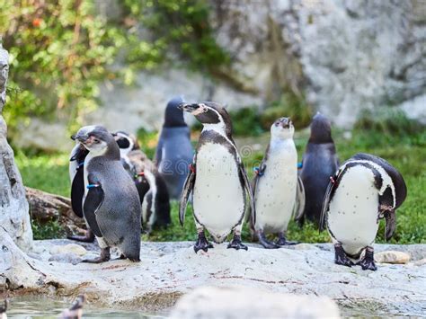 Vienna Austria September 8 2017 Flock Of Penguins At The