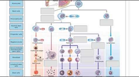 To learn the structures found in compact bone. Solved: Drag The Labels Onto The Diagram To Identify The S ...