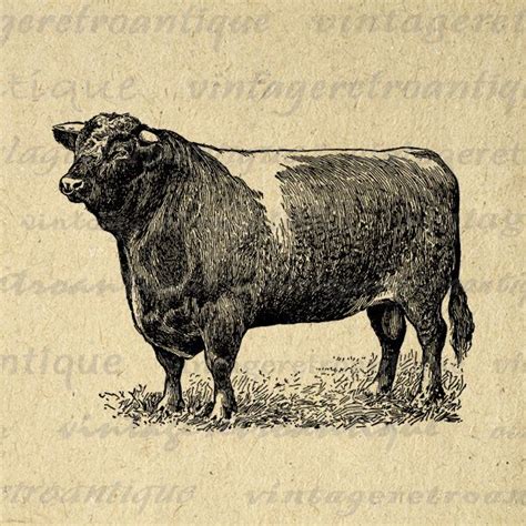 11x14 Printable Bull Graphic Download Antique Cow Bull Digital Image