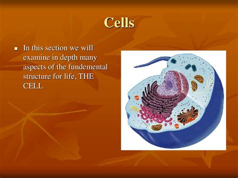 Cells In This Section We Will Examine In Depth Many Aspects Of The