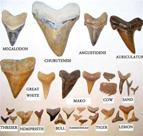 Must contain at least 4 different symbols; Sharks teeth identification chart. | Shark teeth, Shark ...