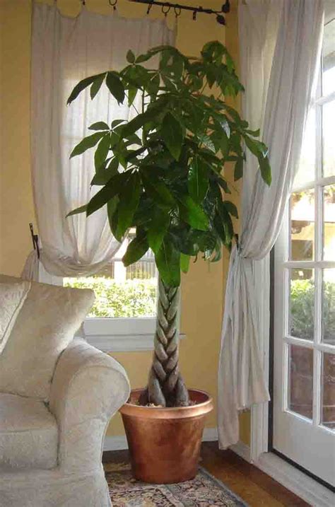 Allow the soil to dry out between two watering. Money Tree (Pachira Aquatica): Plants tolerate close to ...