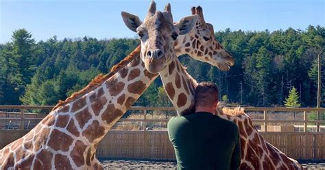 What Happened To April The Giraffe Internet Sensation Has Passed Away