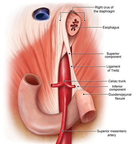 Ligament Of Treitz Duodenum Causes Symptoms Treatment Duodenum The