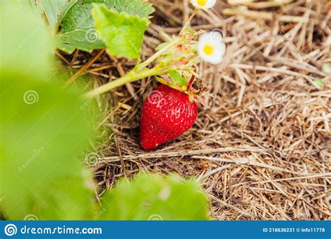 Industrial Cultivation Of Strawberries Plant Bush With Ripe Red Fruits