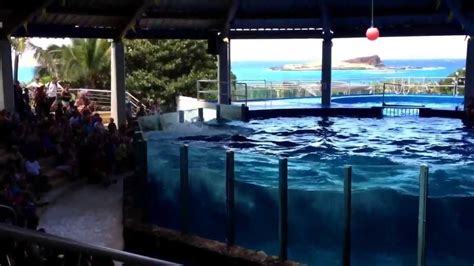 Sea Life Park Dolphin Show Oahu Hawaii 海豚表演 シー・ライフ・パーク・ハワイ Youtube