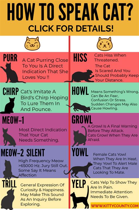 Cat Purr Cat Mom Cat Care Tips Pet Care Pet Tips Mean Cat Cat