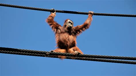 Auckland Zoo Orangutans Now Living The High Life Auckland Zoo News