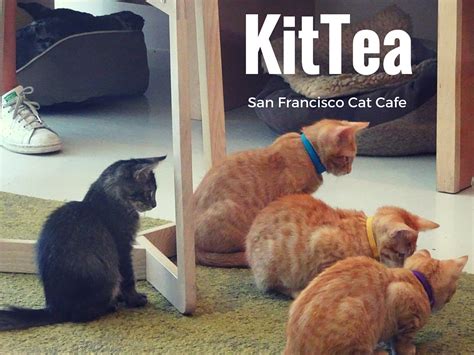 Schau dir unsere auswahl an san francisco cafe an, um die tollsten einzigartigen oder spezialgefertigten handgemachten stücke aus unseren shops für schilder zu finden. There Is A Cat Cafe in San Francisco And It Is Glorious ...