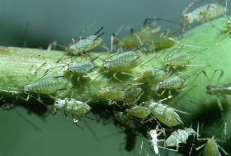How To Get Rid Of Common Houseplant Pests