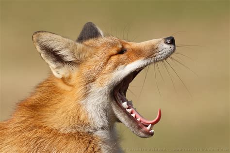 26 Fox Yawns Roeselien Raimond Nature Photography