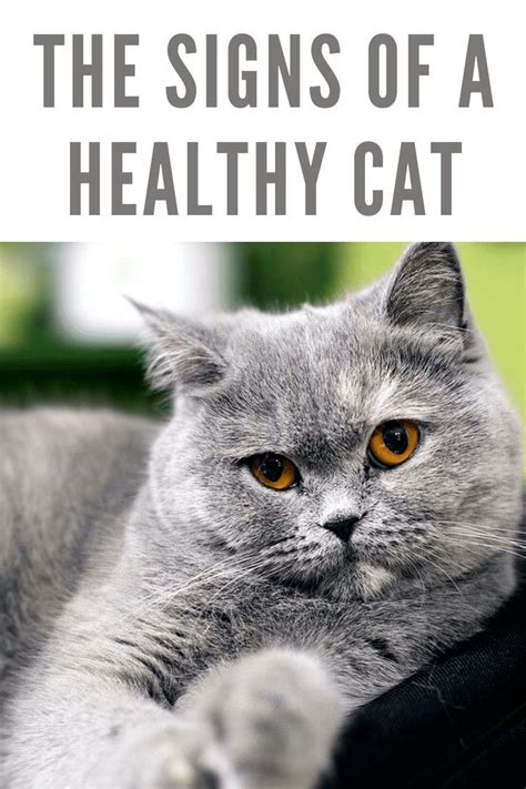 The Signs Of A Healthy Cat Healthy Cat Cats Funny Cats