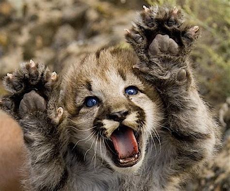Cute Baby Mountain Lion The Nuschool