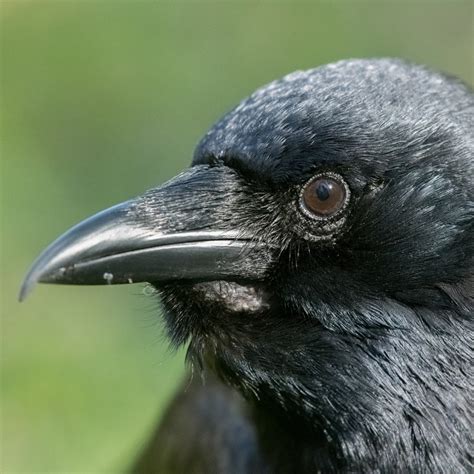 Crow Facts Types Diet Reproduction Classification Pictures