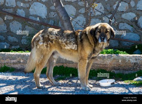 Greek Sheepdog In Cycladic Island Of Kythnos In Greece Stock Photo Alamy