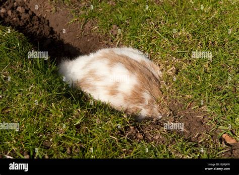 Lop Eared Rabbit Digging Hole Burrow Stock Photo Alamy