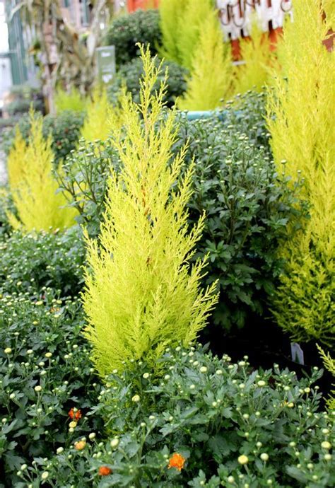 Add Magic To Your Winter Landscape With Miniature Conifers