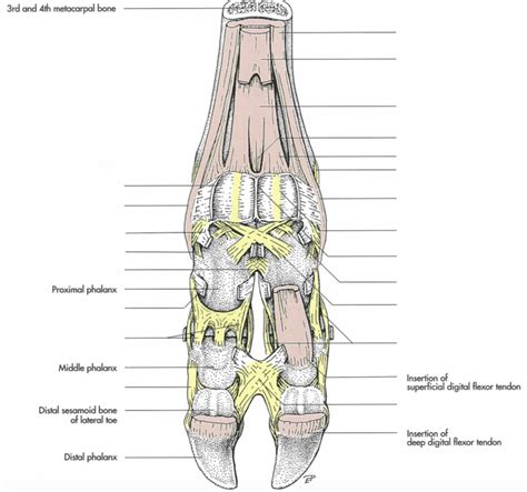 Left Leg Flexor Tendon Location Achilles Tendon Wikipedia