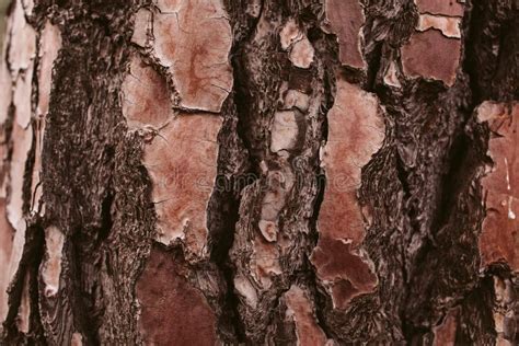 Pine Tree Bark Texture And Background Close Up View Of Natural And