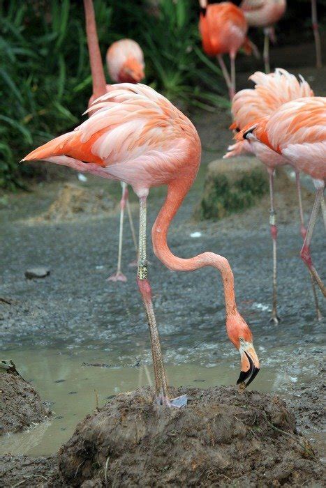 Flock Of Pink Flamingos Free Image Download