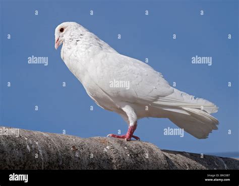 White Dove Columba Stock Photo Alamy