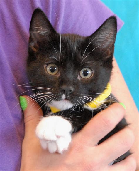 6 Adorable Kittens Now Ready For Adoption