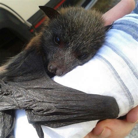 The Toy Viking On Bat Animal Baby Bats Cute Bat