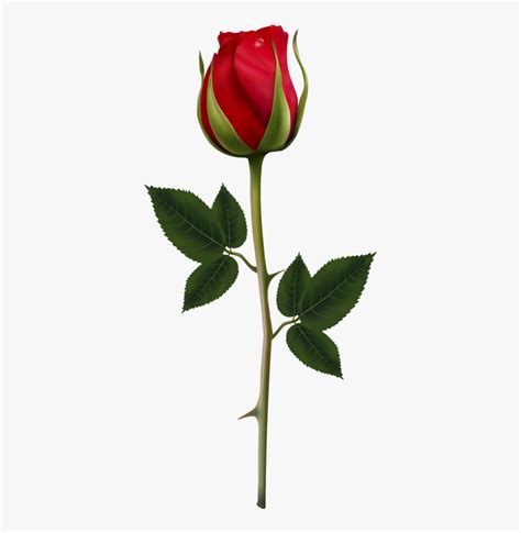 Transparent Long Stem Rose Clipart Rose Vector Hd Png Download Kindpng