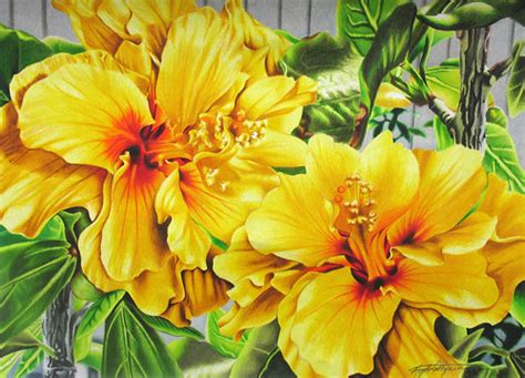 My wednesday art video share this week is an. Hibiscus Flowers - Coloured Pencil Drawing - a photo on ...