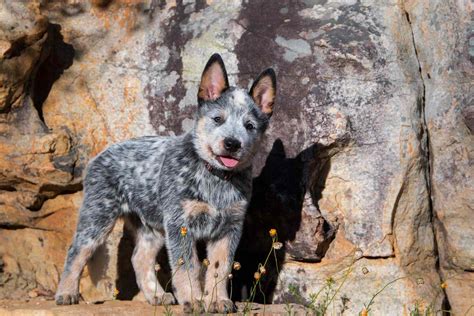 Are Australian Cattle Dogs Good Dogs