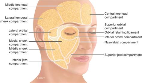 Facial Anatomy And Patient Evaluation Plastic Surgery Key