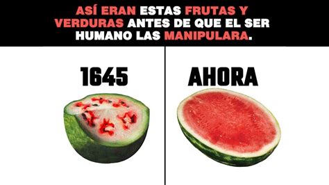 🍌🍉así Eran Estas Frutas Y Verduras🌽🥑 Antes De Que El Ser Humano Las