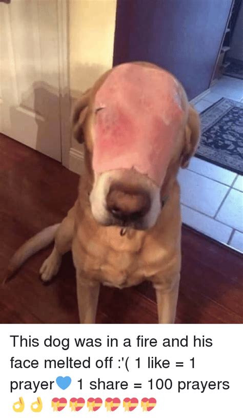 Q This Dog Was In A Fire And His Face Melted Off 1 Like 1 Prayer💙 1 Share 100 Prayers