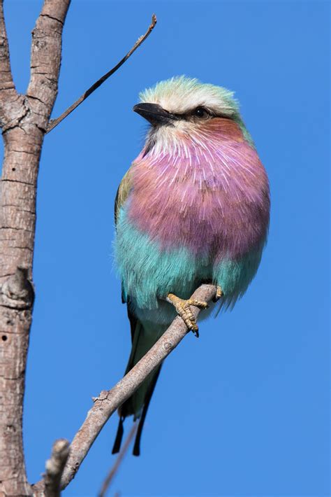 Lilac Breasted Roller The National Bird Of Botswana Taken Flickr