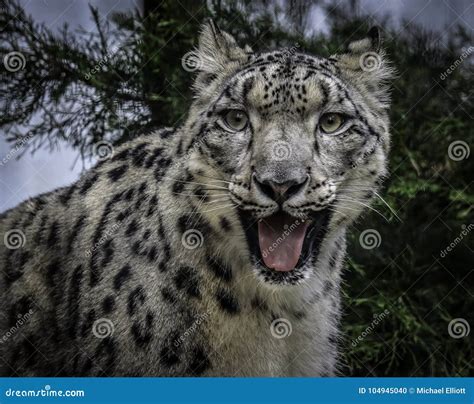Snow Leopard Face Stock Photo Image Of Buckskinman 104945040