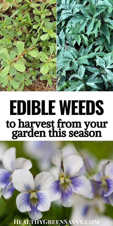 12 Tasty Weeds You Can Eat ~ Best Edible Weeds To Forage