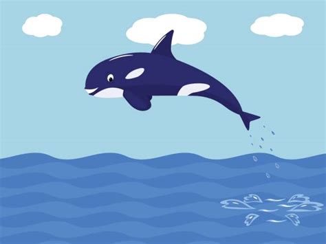 Best Cartoon Of The Killer Whale Jumping Out Of Water Illustrations