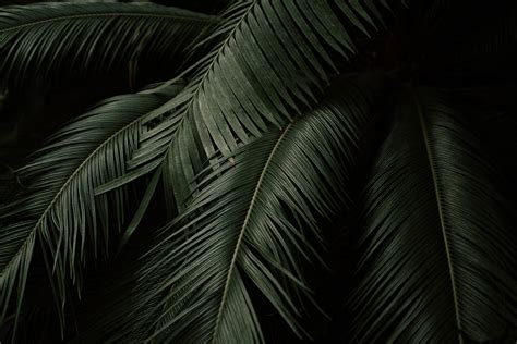 Wallpaper Palm Leaves Branches Dark Hd Widescreen High