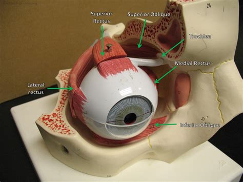 Eye Muscle Anatomy